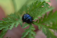Chrysolina aurichalcea