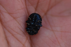 Chrysolina aurichalcea