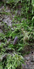 Armadillidium pictum