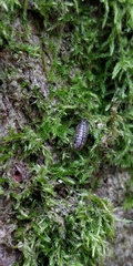 Armadillidium pictum