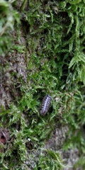 Armadillidium pictum