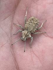 Sepidium tricuspidatum