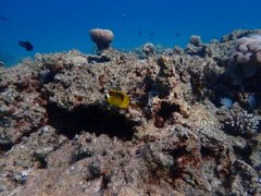 Chaetodon fasciatus