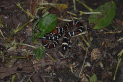 Pliocercus elapoides