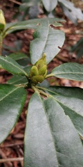 Rhododendron ponticum