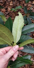 Rhododendron ponticum