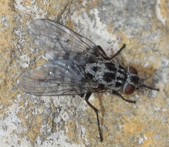 Phaonia trimaculata