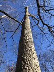 Phellodendron amurense