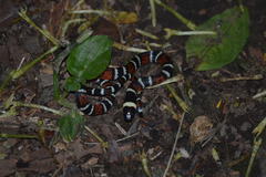 Pliocercus elapoides