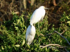 Egretta thula