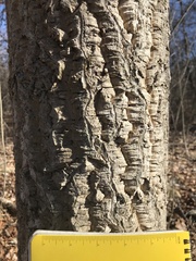 Phellodendron amurense