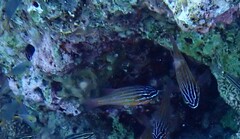 Ostorhinchus cyanosoma