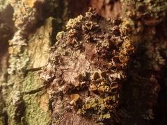 Xanthoriicola physciae