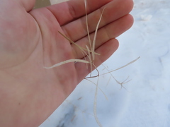 Chamaenerion angustifolium