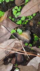 Belocaulus angustipes