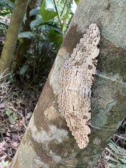Thysania agrippina