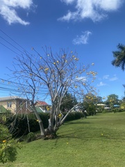 Cochlospermum vitifolium
