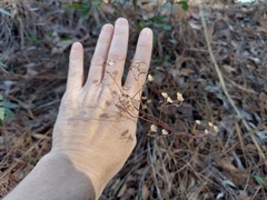 Trichostema suffrutescens