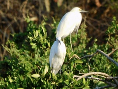 Egretta thula