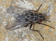 Phaonia trimaculata