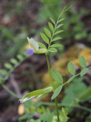 Vicia barbazitae