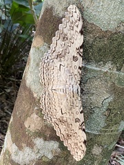 Thysania agrippina