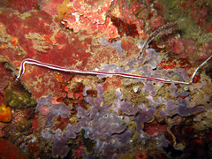 Baseodiscus hemprichii