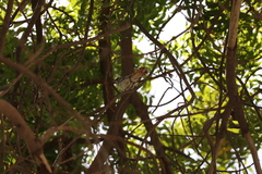 Cercotrichas galactotes