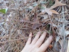Trichostema suffrutescens