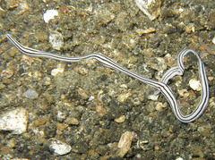 Baseodiscus quinquelineatus