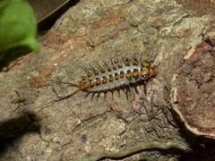 Cypherotylus adrianae