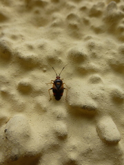 Deraeocoris