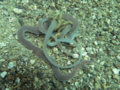 Cerebratulus