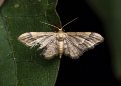 Idaea violacea