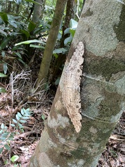 Thysania agrippina
