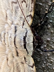 Thysania agrippina