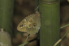 Dasyophthalma creusa