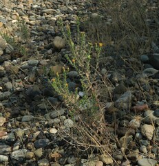 Heterotheca oregona compacta