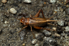 Teleogryllus derelictus