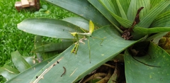 Stagmatoptera