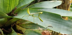 Stagmatoptera