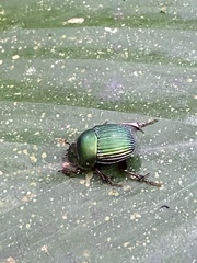 Chalcocopris hesperus