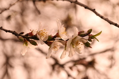Prunus amygdalus