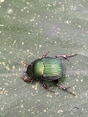 Chalcocopris hesperus