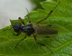 Bibio articulatus