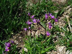 Primula tetrandra