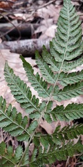 Dryopteridaceae