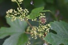 Ampelopsis humulifolia