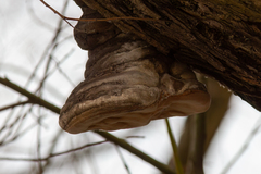 Phellinus igniarius igniarius