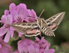 Hyles livornica